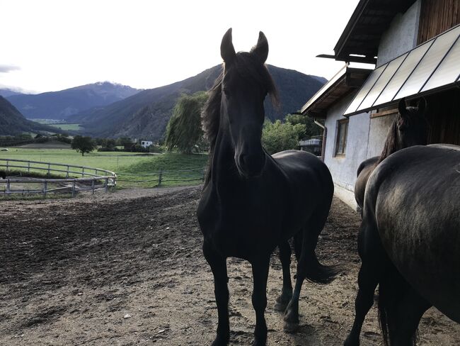 Friesenstute, Tanja, Horses For Sale, Marienberg