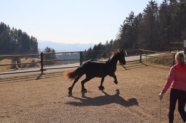 Friesen Stute, Tanja , Horses For Sale, Slovenj Gradec , Image 2