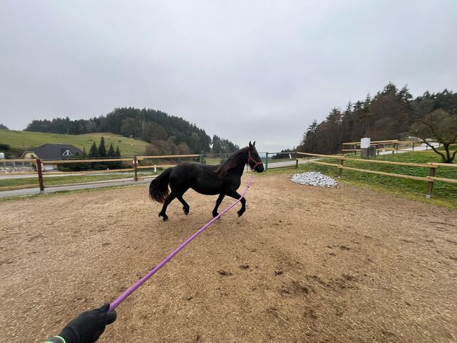 Friesen Stute, Tanja , Horses For Sale, Slovenj Gradec , Image 3