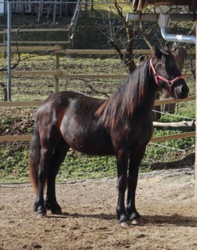 Friesen Stute, Tanja , Horses For Sale, Slovenj Gradec , Image 3