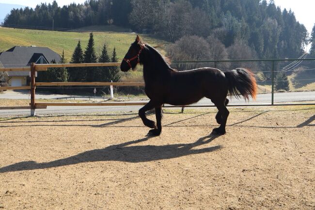 Friesen Stute, Tanja , Horses For Sale, Slovenj Gradec , Image 4