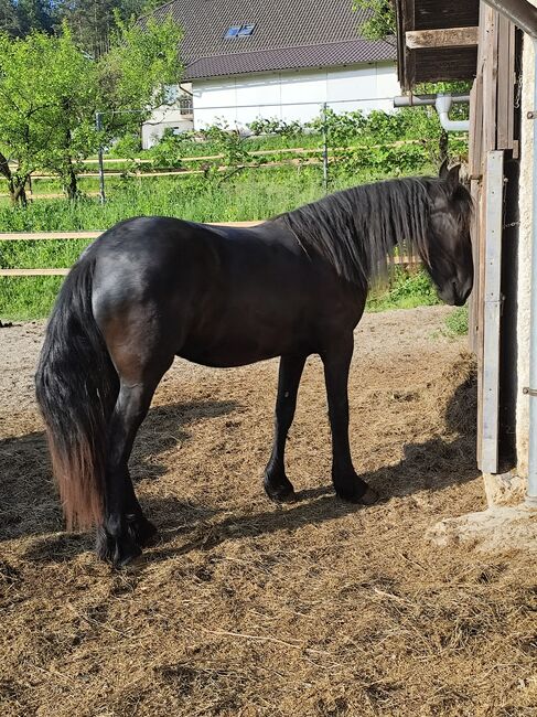 Friesen Stute, Tanja , Horses For Sale, Slovenj Gradec , Image 3