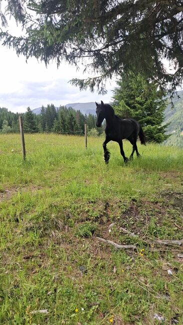 Friesenstute KFPS, Celina, Horses For Sale, Dorfgastein, Image 6