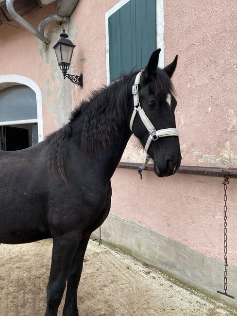 Friesen Stute sucht neuen ❤️-Mensch, Enya, Horses For Sale, Allersberg , Image 2