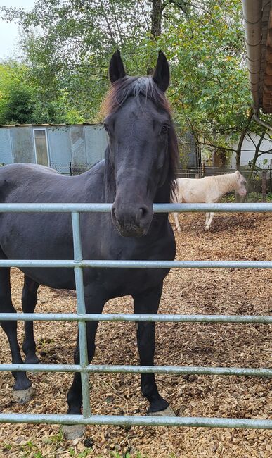 Friesenmix, Rothmann Romana , Horses For Sale, Heiligenkreuz Im Lafnitztal , Image 2