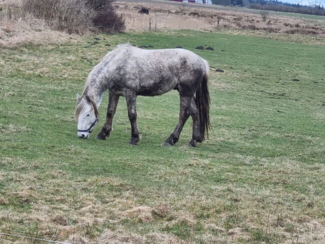 Friesenmix in weiß, Miriam , Horses For Sale, Süderlügum, Image 9