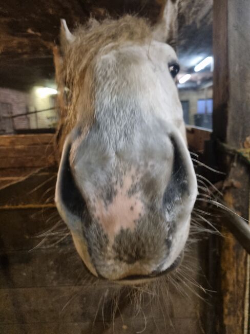 Friesenmix in weiß, Miriam , Horses For Sale, Süderlügum, Image 11