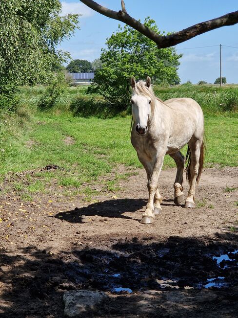 Friesenmix in weiß, Miriam , Horses For Sale, Süderlügum, Image 4
