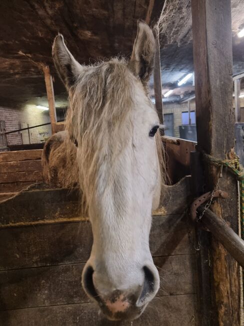 Friesenmix in weiß, Miriam , Horses For Sale, Süderlügum, Image 10