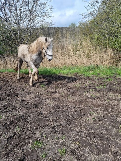 Friesenmix in weiß, Miriam , Horses For Sale, Süderlügum, Image 6