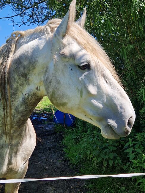 Friesenmix in weiß, Miriam , Horses For Sale, Süderlügum, Image 2