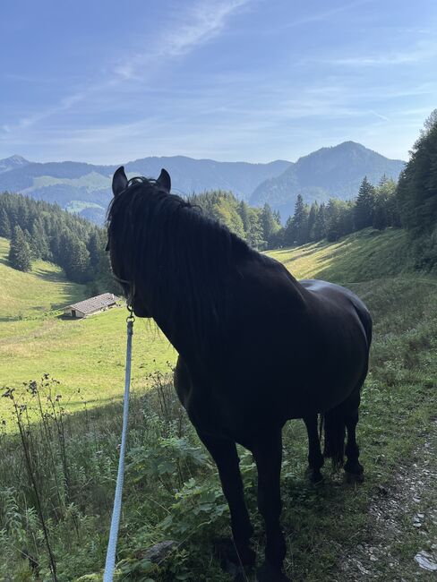 Friesen Mix Stute, Sandra Raab, Horses For Sale, Freilassing, Image 3