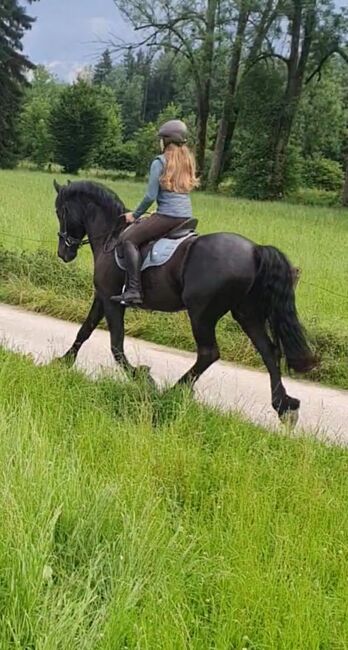 Friesen Mix Stute, Sandra Raab, Horses For Sale, Freilassing, Image 6