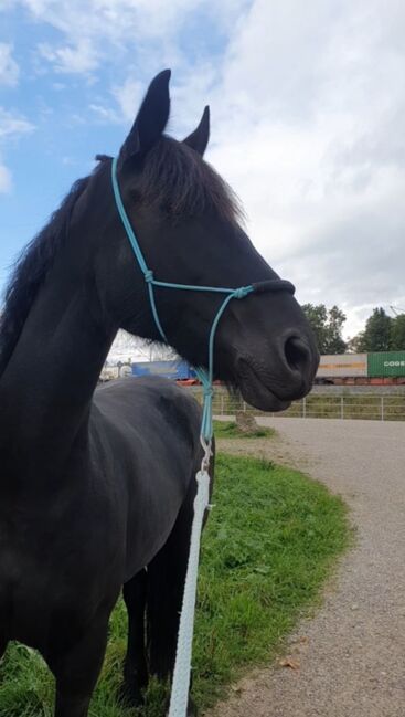 Friesen Mix Stute, Sandra Raab, Horses For Sale, Freilassing, Image 4