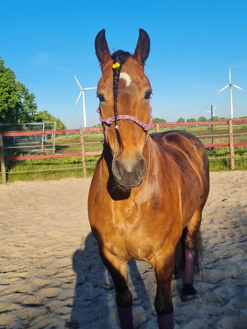 Friesenmix sucht Traumzuhause, Stefanie , Horses For Sale, Westoverledingen, Image 4