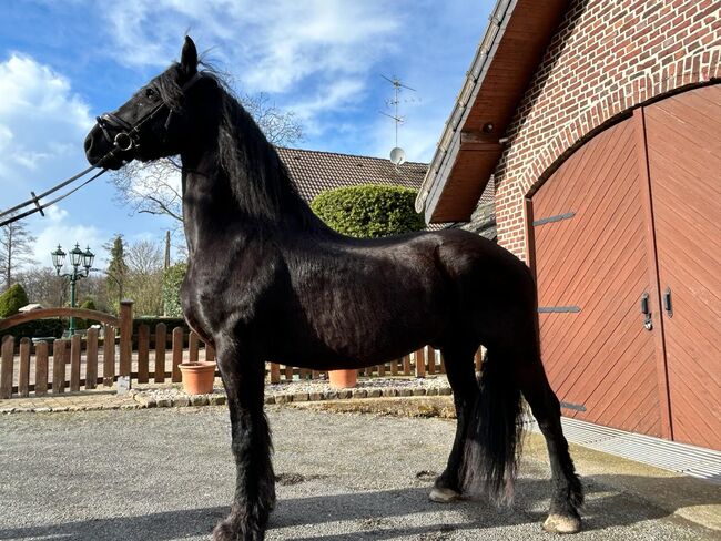 Friesen wallach, Sonja joester , Horses For Sale, Kerken