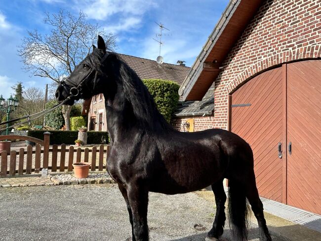 Friesen wallach, Sonja joester , Horses For Sale, Kerken, Image 3