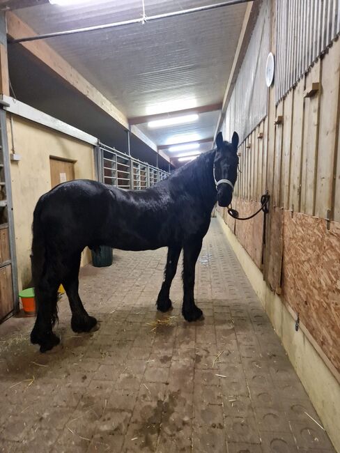 Friesen Wallach, Corina Schäf, Horses For Sale, Oppenweiler 