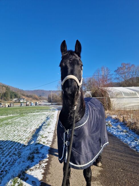 Friesen Wallach, Corina Schäf, Horses For Sale, Oppenweiler , Image 3