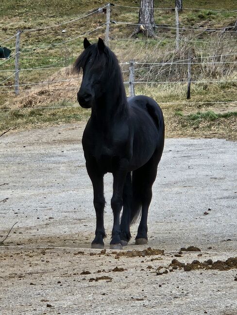 Verkaufe Friesenmixwallach zum Weiterausbilden, Jennifer , Horses For Sale, Wien, Liesing, Image 2