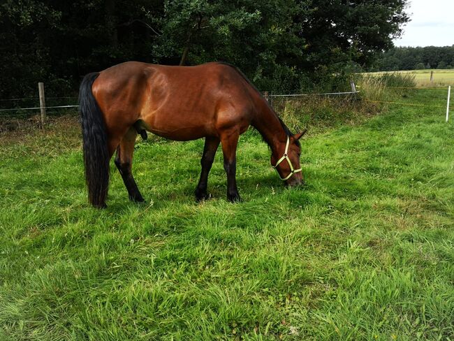 Friese-Warmblut-Mix sucht neues Zuhause, Tabea, Pferd kaufen, Haselünne, Abbildung 3