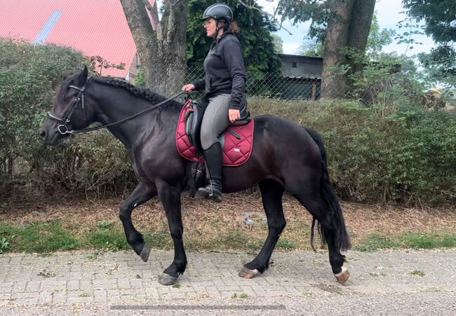 Friesen Araber Mix, FSI, Pferd kaufen, Schiffdorf