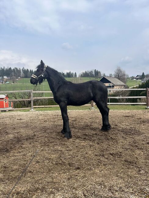 Friesen Hengst, Tanja , Pferd kaufen, Slovenj Gradec 