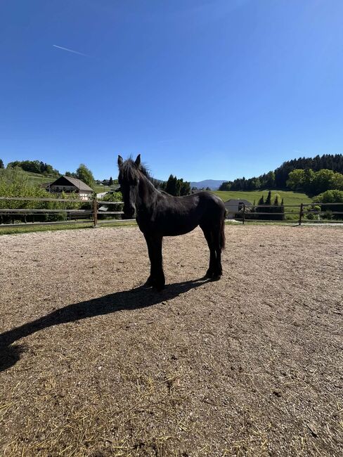 Friesen Hengst, Tanja , Pferd kaufen, Slovenj Gradec 