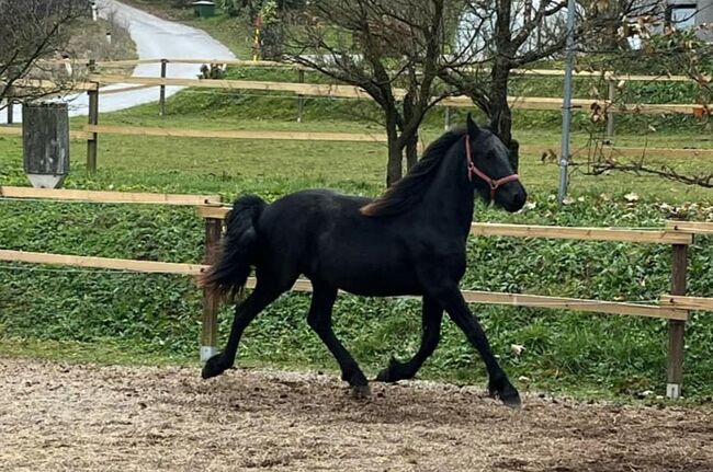 Friesen Stute, Tanja , Pferd kaufen, Slovenj Gradec 