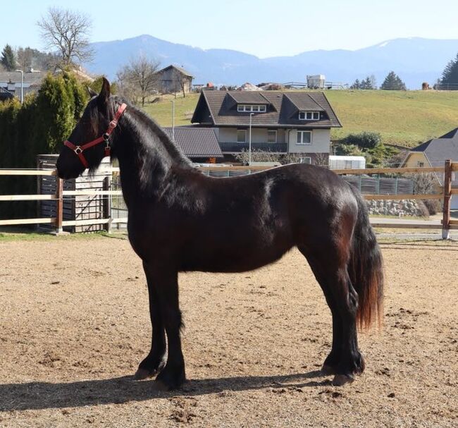 Friesen Stute, Tanja , Pferd kaufen, Slovenj Gradec 