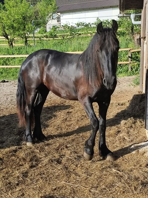 Friesen Stute, Tanja , Pferd kaufen, Slovenj Gradec 