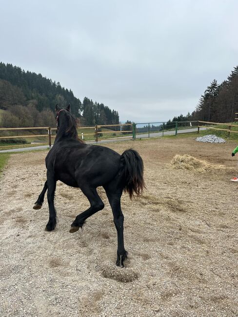 Friesen Stute, Tanja , Pferd kaufen, Slovenj Gradec , Abbildung 4