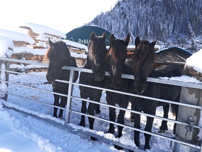 Friesenhengst, Michael Gruber, Pferd kaufen, Aschau