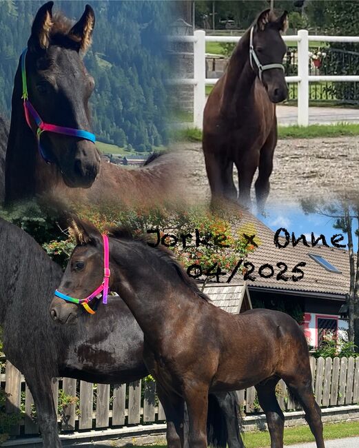Friesenhengstfohlen, Barbara , Pferd kaufen, St. Michael 