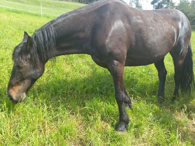 Friesenhuzule mix wallach 10j, Happ Domenic, Horses For Sale, Stams, Image 6