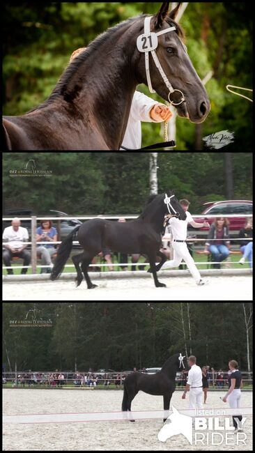 Friesenpferd, Martina Mueller , Pferd kaufen, Bersteland, Abbildung 4