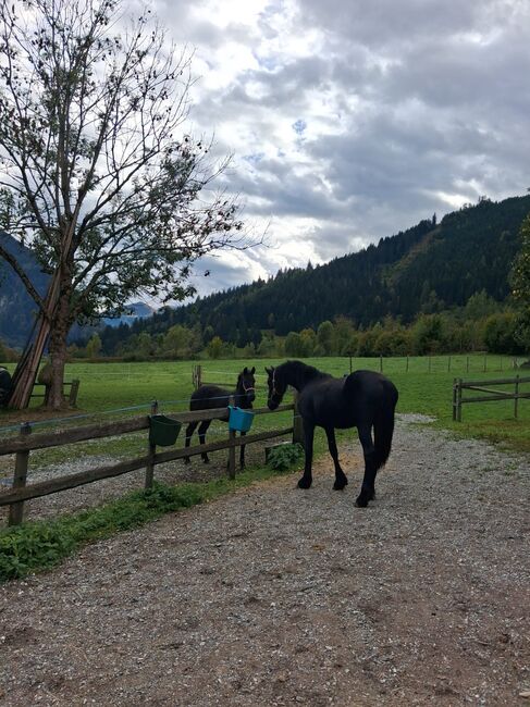 Friesenstute KFPS, Celina, Pferd kaufen, Dorfgastein, Abbildung 3