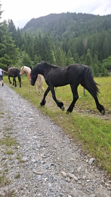 Friesenstute KFPS, Celina, Pferd kaufen, Dorfgastein, Abbildung 7