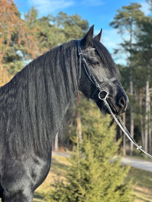 Friesenstute, Tanja, Pferd kaufen, Marienberg