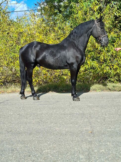 Friesenwallach Báró – 5 Jahre alt, Jozsef, Horses For Sale, Békés