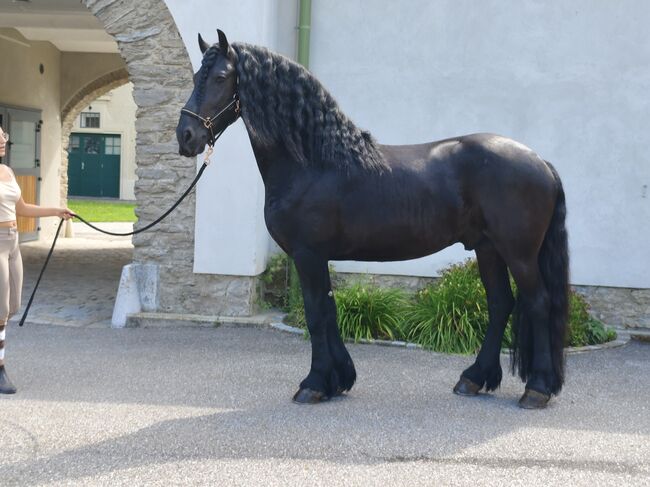 Friesenhengst,  Leuthner, Horses For Sale, Gföhl, Image 3
