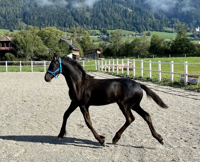 Friesenhengst, Barbara , Horses For Sale, St. Michael , Image 2