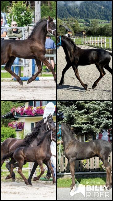 Friesenhengst, Barbara , Horses For Sale, St. Michael , Image 6