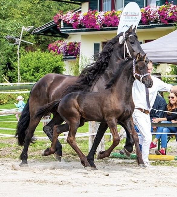 Friesenhengst, Barbara , Horses For Sale, St. Michael , Image 5