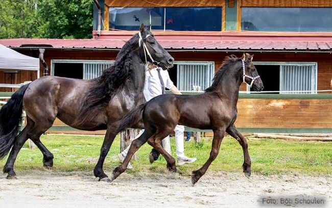 Friesenhengst, Barbara , Horses For Sale, St. Michael , Image 4