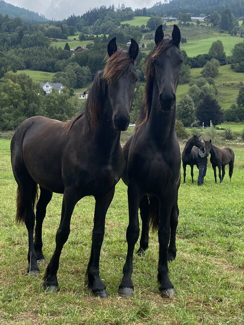 Friesenstute, Barbara , Horses For Sale, St. Michael , Image 5