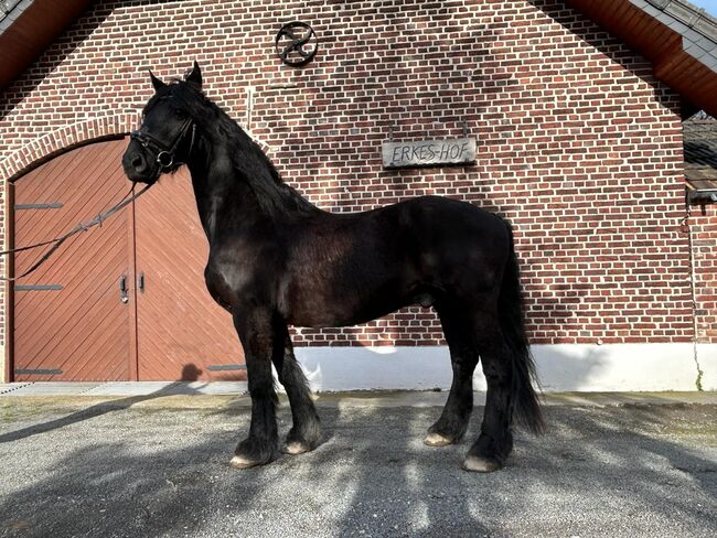 Friesen wallach, Sonja joester , Horses For Sale, Kerken, Image 6