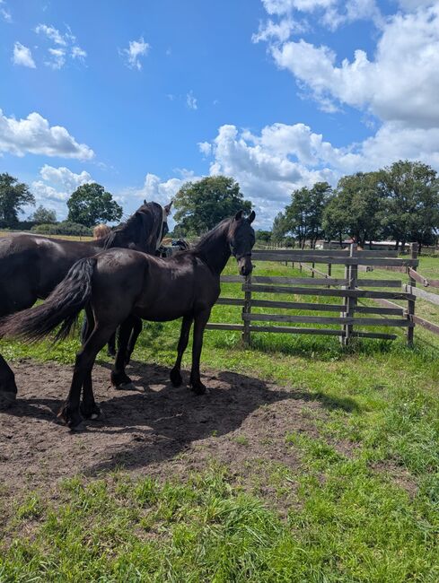 Friese 1,5 Jahre alt, Martina Mueller , Horses For Sale, Bersteland, Image 2