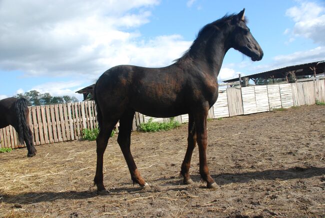 Friese 1,5 Jahre alt, Martina Mueller , Horses For Sale, Bersteland, Image 4