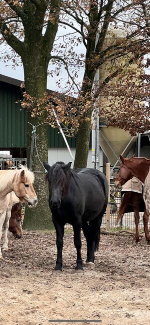 Friesen Araber Mix, FSI, Horses For Sale, Schiffdorf, Image 5